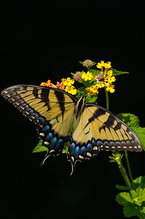 EPT_8163