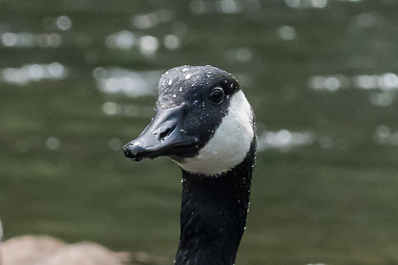 Z72_3358