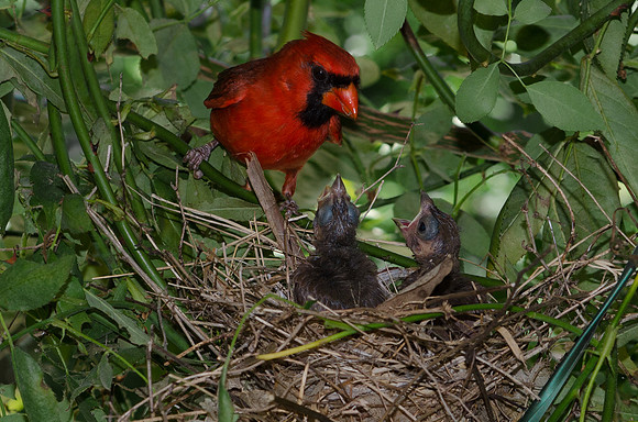 CardinalsNesting