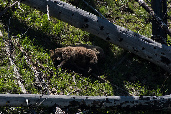 Grizzly cubs taking a nap