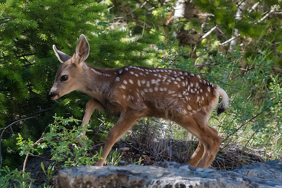 Mule Deer Fawn